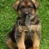 German Shepherd Puppies Sale in Dwarka - Dav Pet Lovers