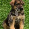 German Shepherd Puppy on Sale - Dav Pet Lovers