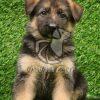 German Shepherd Puppy near You - Dav Pet Lovers