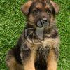 German Shepherd Puppy for Sale in Delhi Ncr - Dav Pet Lovers
