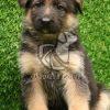 German Shepherd Puppy for Sale - Dav Pet Lovers