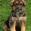 German Shepherd Puppy at Best Price - Dav Pet Lovers