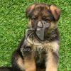 German Shepherd Puppy - Dav Pet Lovers