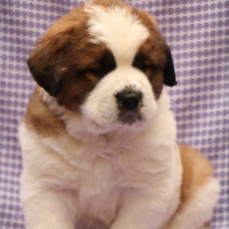 Saint Bernard Puppy For Sale- Dav Pet Lovers