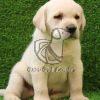 Best Labrador Retriever Puppies for Sale in Delhi Ncr - Dav Pet Lovers