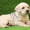 Labrador Retriever puppies for Sale - Dav Pet Lovers