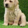 Best Labrador Retriever Puppy on Sale - Dav Pet Lovers