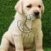 Labrador Retriever Puppy Sale in Delhi Ncr - Dav Pet Lovers - Dav Pet Lovers