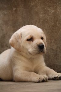 Labrador Retriever Puppy - Dav Pet Lovers