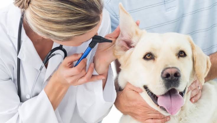 Treatment Facilities for Pets - Dav Pet Lovers