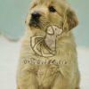 Best Golden Retriver Puppy for Sale - Dav Pet Lovers