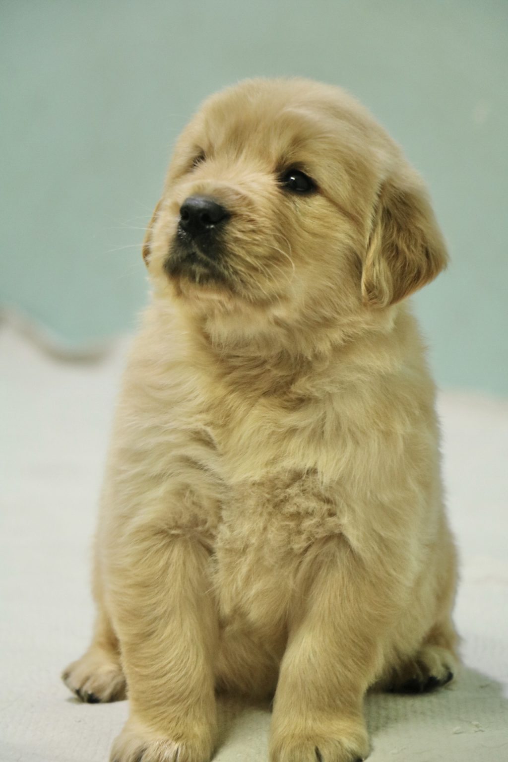 A beginner’s guide to Golden Retriever Puppy | Dav Pet Lovers