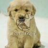 Golden Retriver Puppy for Sale in Delhi Ncr - Dav Pet Lovers
