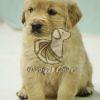 Golden Retriver Puppy for Sale - Dav Pet Lovers