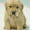 Golden Retriver Puppy - Dav Pet Lovers