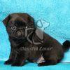 Black Pug Puppy on Sale In Delhi - Dav Pet Lovers
