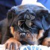 Best Rottweiler Puppy for Sale in Delhi - Dav Pet Lovers