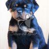 Best Rottweiler Puppy for Sale - Dav Pet Lovers