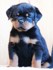 Best Rottweiler Puppy for Sale - Dav Pet Lovers