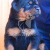 Best Rottweiler Puppy in Delhi - Dav Pet Lovers