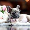 French Bull Dog Puppy Sale- Dav Pet Lovers