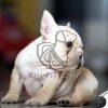 French Bull Dog Puppy on Sale - Dav Pet Lovers