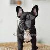 French Bull Dog Puppy for Sale - Dav Pet Lovers