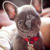 French Bull Dog Puppy - Dav Pet Lovers
