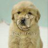 Golden Retriver Puppies - Dav Pet Lovers