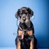 Dobermann Puppy for Sale - Dav Pet Lovers