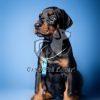 Dobermann Puppy Sale - Dav Pet Lovers