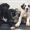 Great Dane Puppies on Sale - Dav Pet Lovers
