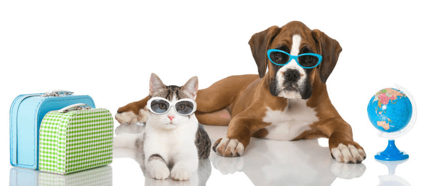 Pet Shop in Dwarka - Dav Pet Lovers