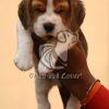 Beagle Puppies in Dwarka - Dav Pet Lovers