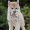 Siberian Husky - Dav Pet Lovers