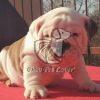 English Bulldog Puppy Sale - Dav Pet Lovers