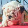 English Bulldog Puppy in Delhi Ncr - Dav Pet Lovers