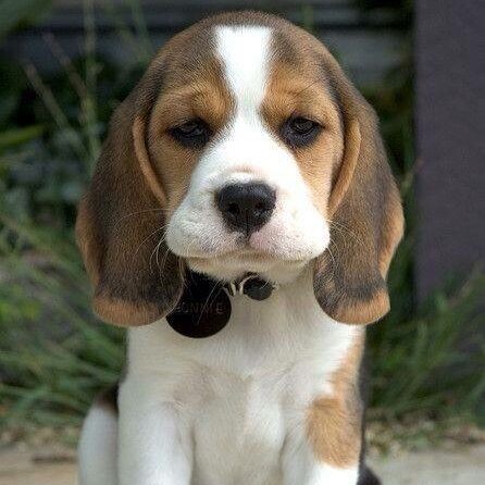 Beagle Puppy for Sale in Delhi NCR - Dav Pet Lovers