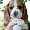 Beagle Puppy for Sale - Dav Pet Lovers