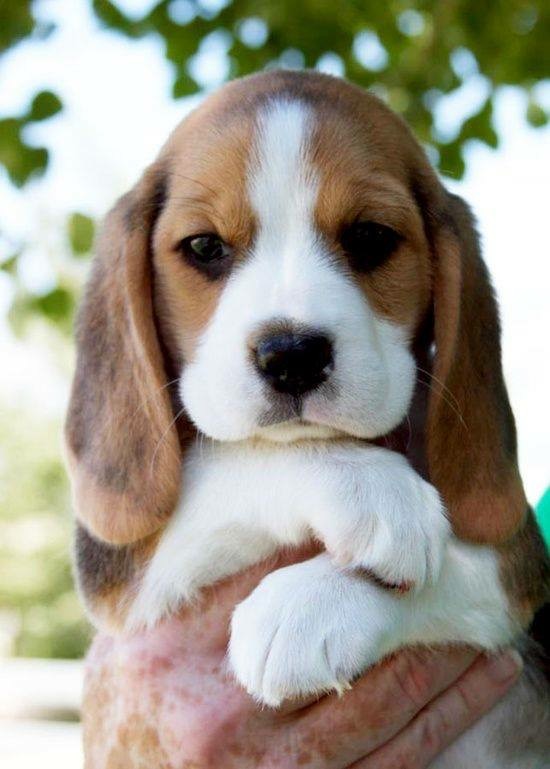 Beagle Puppy for Sale - Dav Pet Lovers