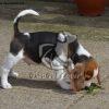 Beagle Puppy Sale - Dav Pet Lovers