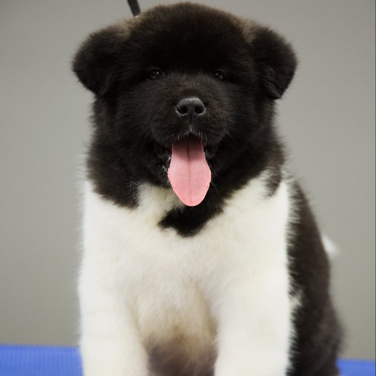 Akita Puppy for Sale - Dav Pet Lovers