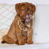 French Mastiff Puppy for Sale - Dav Pet Lovers