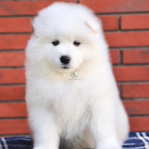 Samoyed Puppy - Dav Pet Lovers