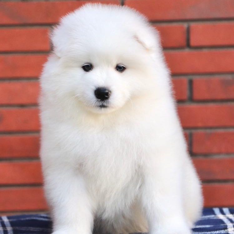 Samoyed Puppy - Dav Pet Lovers