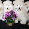 Samoyed Puppies for Sale in Delhi Ncr at Best Price