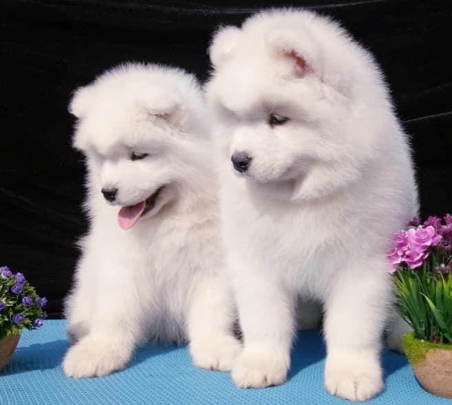 Cute Samoyed Puppies - Dav Pet Lovers