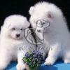 Samoyed Puppies on Sale - Dav Pet Lovers