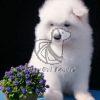 Samoyed Puppy for Sale - Dav Pet Lovers