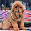 Brown Tibetan Mastiff Puppy for Sale, Dav Pet Lovers, brown tibetan puppy, brown tibetan puppies